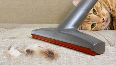 Cleaning wool from carpets