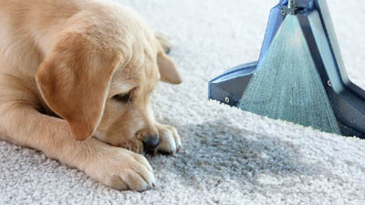 Видалення плям із килимових покриттів