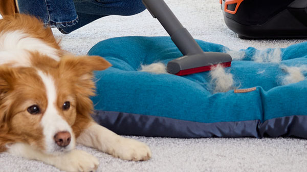 Насадка с нитеподъемниками по всему периметру позволяет тщательно очистить от шерсти кресла и диваны